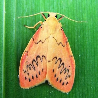 Rosy footman moth