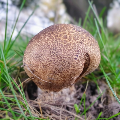 Scaly earthball