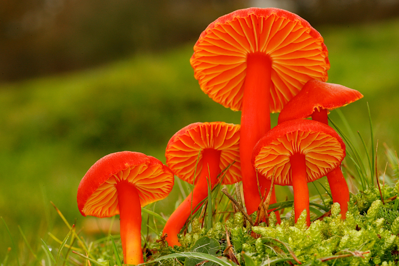 Scarlet waxcap