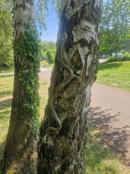 Grass snake climbing a tree