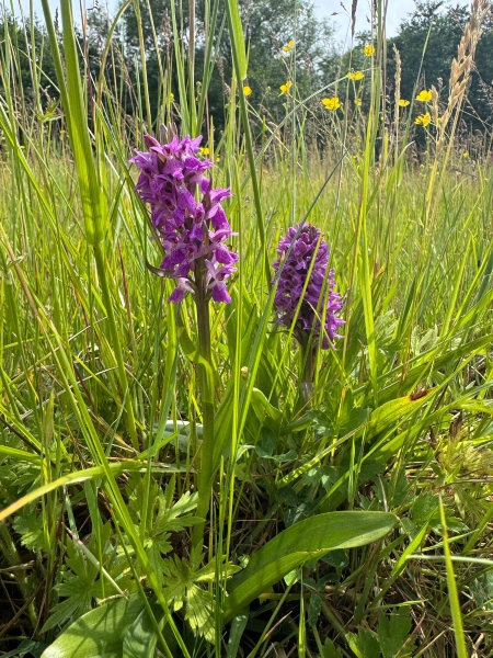 Southern Marsh Orchid