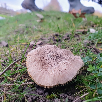 Tricholoma argyraceum