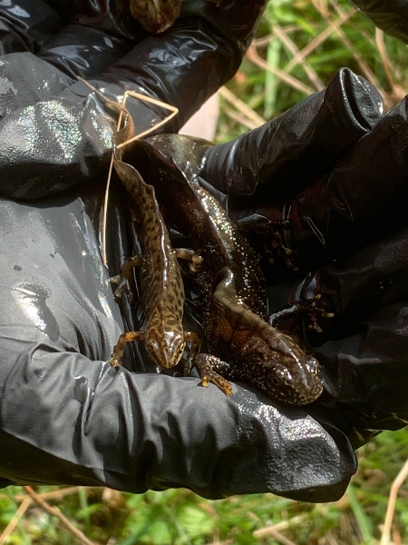 Great Crested Newt
