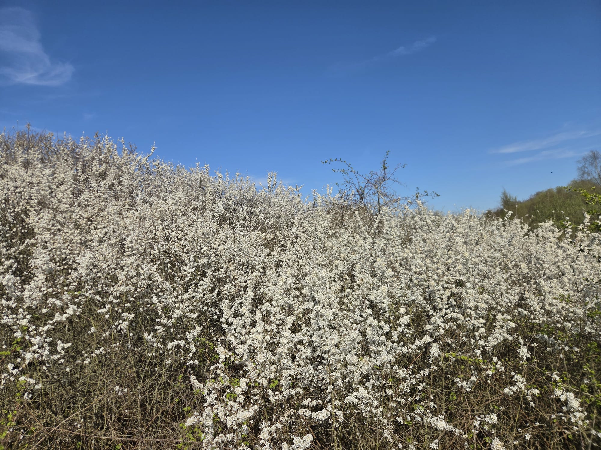 blossom