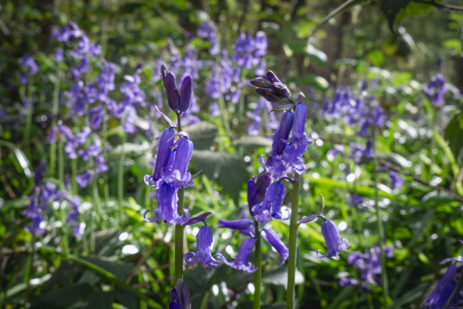 Bluebells at Hartshill Hayes