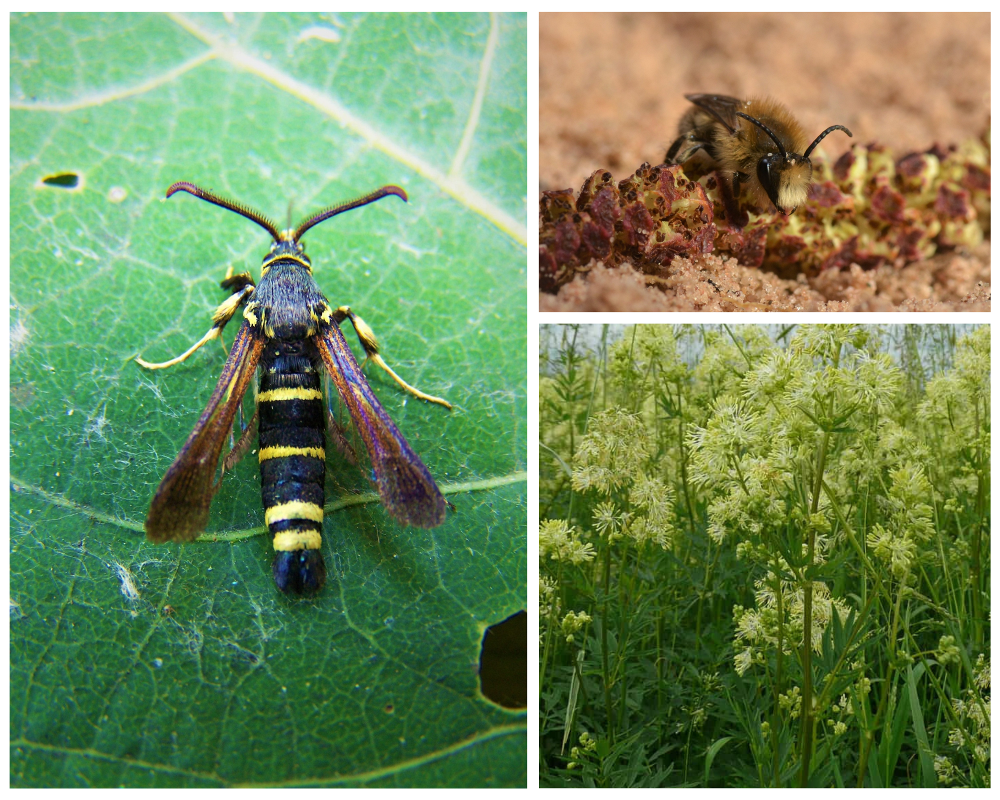 A photo collage showing different bees and plants