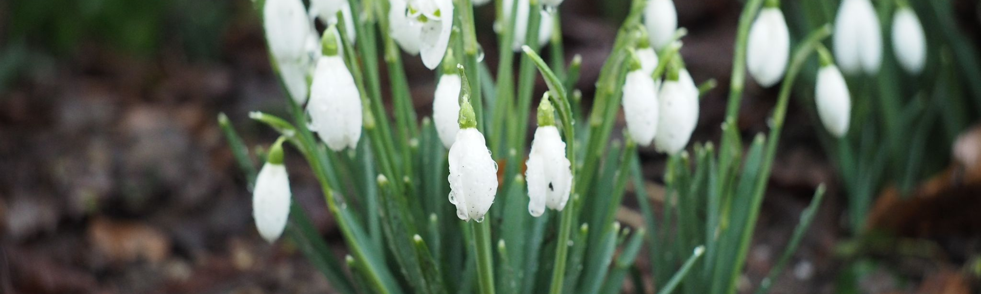 A bunch of Snowdrop flowers.