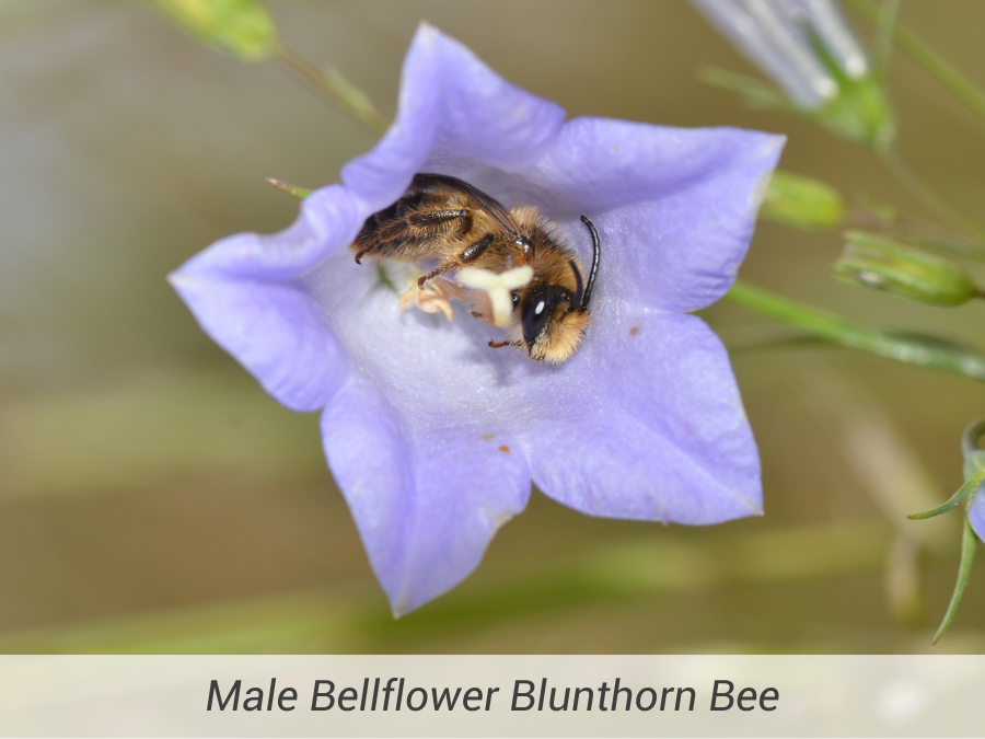 Male Bellflower Blunthorn Bee