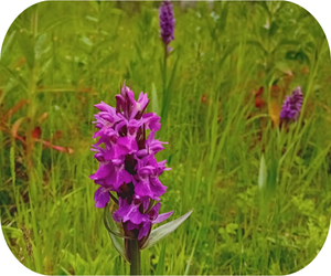 Southern Marsh Orchid