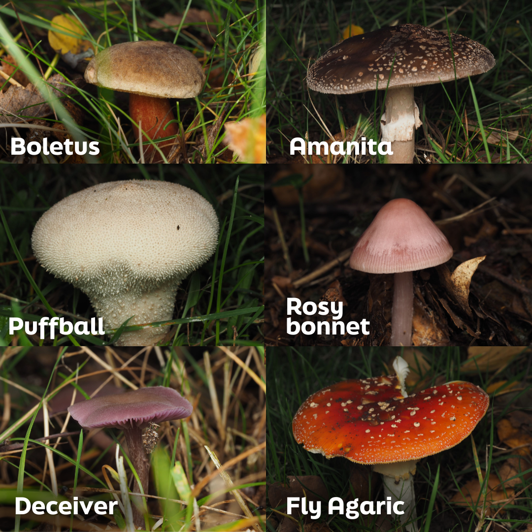 Fungi