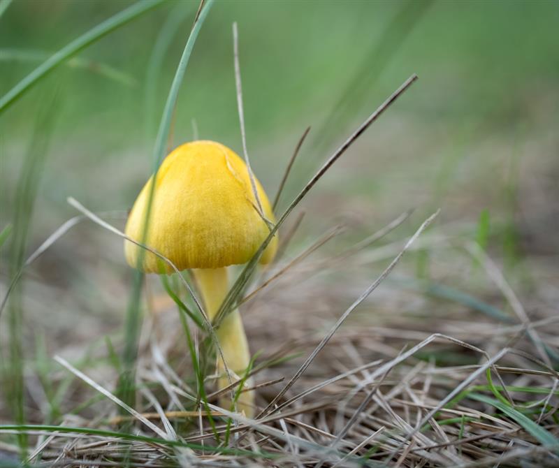 Golden waxcap